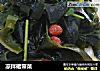 凉拌裙带菜的做法