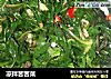 凉拌苦苦菜的做法