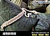 咸香鲜肉粽的做法