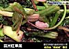 蒜片红旱菜的做法
