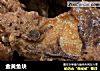 金黄鱼块的做法