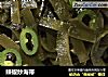 辣椒炒海带的做法