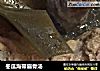 冬瓜海带扇骨汤的做法