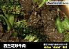 西兰花炒牛肉的做法