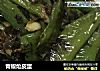 青椒炝皮蛋的做法
