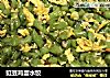 豇豆鸡蛋水饺的做法