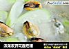淡菜夜开花面疙瘩的做法