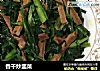 香干炒韭菜的做法