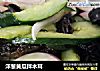 洋葱黄瓜拌木耳的做法