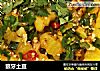 狼牙土豆的做法
