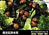 西兰花拌木耳的做法