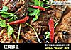 红烧鲫鱼的做法