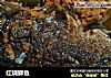 红烧鲫鱼的做法