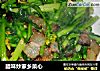 腊味炒家乡菜心的做法