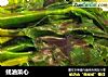蚝油菜心的做法