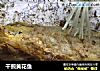 干煎黄花鱼的做法