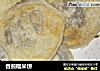 香煎糯米饼的做法
