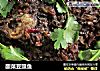 酸菜豆豉鱼的做法