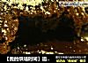 【我的烘培时间】追求的是那一刹那的惊喜---岩浆巧克力蛋糕的做法