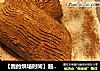 【我的烘培时间】超超超好吃的---圣诞树根蛋糕的做法