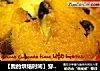 【我的烘焙时间】穿“花衣”滴小蛋糕---巧克力豆玛芬的做法