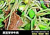 黑豆芽炒牛肉的做法