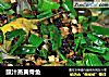豉汁蒸黄骨鱼的做法