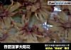 香甜菠萝太阳花的做法