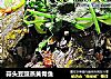 蒜头豆豉蒸黄骨鱼的做法