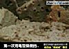 第一次用电饭锅做的蛋糕，有点像枣糕的做法