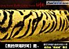 【我的烘焙时间】是野性还是优雅？---斑马纹蛋糕卷的做法