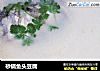 砂锅鱼头豆腐的做法