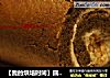 【我的烘培时间】圆滚滚的“小胖子”---可可肉松卷的做法