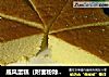 戚风蛋糕（附面粉除筋法）的做法
