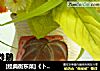 [经典衡东菜]《卜辣椒炒鸡》的做法