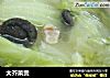 大芥菜煲的做法
