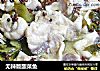 无辣版酸菜鱼的做法