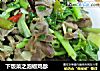 下饭菜之泡椒鸡胗的做法