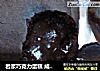 岩浆巧克力蛋糕 成功了的做法