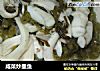 咸菜炒墨鱼的做法