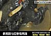 参芪田七红枣乌鸡汤的做法