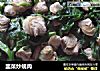韭菜炒蚬肉的做法