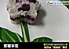 紫薯米饭的做法