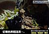 初春的养阳汤菜------酸汤羊肉的做法