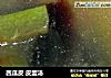 西瓜皮 皮蛋汤的做法