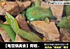 【电饭锅美食】青椒炒猪肝的做法
