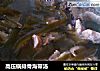 高压锅排骨海带汤的做法