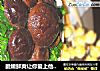 脆嫩鲜爽让你爱上他------蚝油香菇菜心 319的做法
