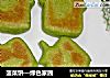 菠菜饼—绿色家园的做法