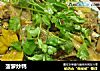 菠萝炒鸭的做法